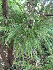 Cryptomeria