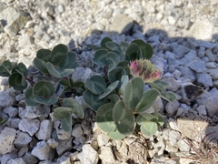 Trifolium owyheense