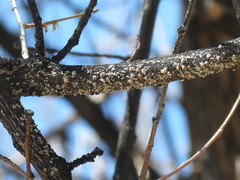 Eriococcus spurius