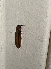 Lymexylidae