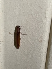 Lymexylidae