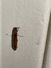 Lymexylidae
