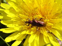 Plateumaris discolor
