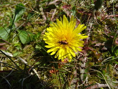 Plateumaris discolor