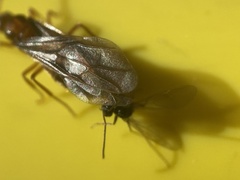 Prenolepis imparis