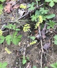 Taenidia integerrima