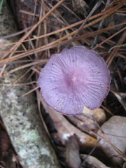 Gymnopus iocephalus