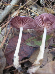 Gymnopus iocephalus