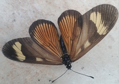 Lepidoptera