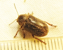 Glyptoscelis pubescens