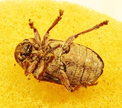 Glyptoscelis pubescens