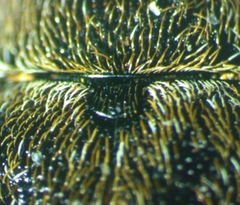 Glyptoscelis pubescens