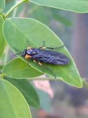 Adurgoa gonagra