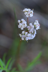 Lomatium geyeri