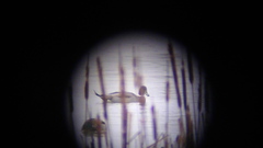 Anas platyrhynchos × acuta