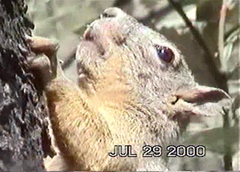 Sciurus nayaritensis