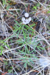 Lomatium geyeri