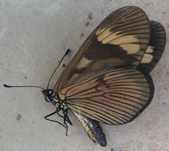 Lepidoptera