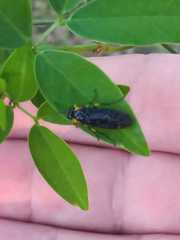 Adurgoa gonagra