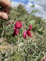 Lathyrus splendens