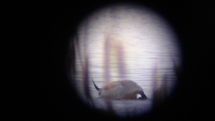 Anas platyrhynchos × acuta