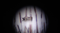 Anas platyrhynchos × acuta