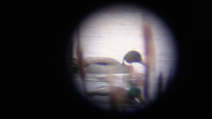 Anas platyrhynchos × acuta