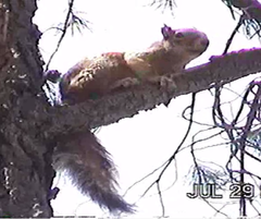 Sciurus nayaritensis