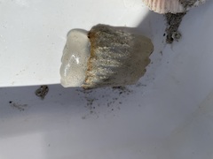 Stomolophidae