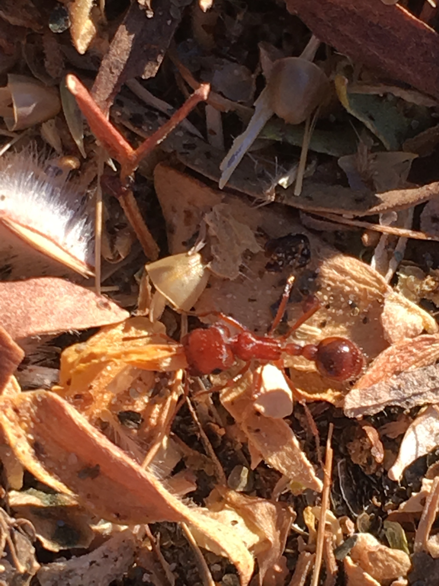 Pogonomyrmex magnacanthus