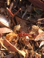 Pogonomyrmex magnacanthus
