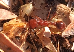 Pogonomyrmex magnacanthus