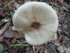 Agaricus pocillator