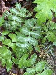 Hydrophyllum macrophyllum