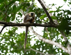 Plecturocebus vieirai