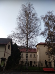 Betula pendula