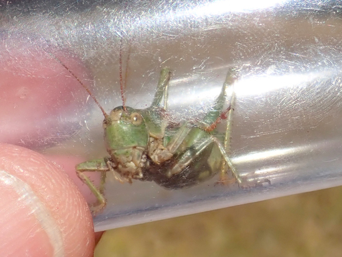 iNaturalist observation photo of Unarmed Shieldback