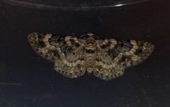 Eupithecia pulchellata