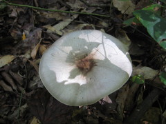 Agaricus pocillator