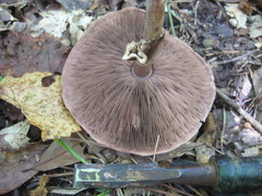 Agaricus pocillator
