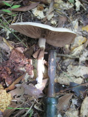Agaricus pocillator