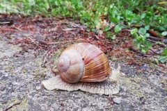 Helix pomatia
