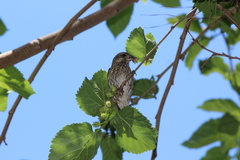 Haemorhous purpureus californicus