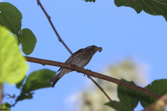 Haemorhous purpureus californicus