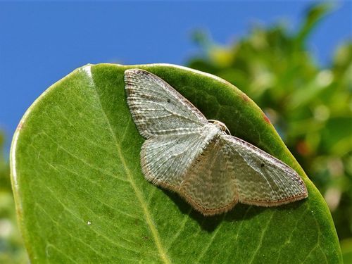 Native cranberry moth photo 3