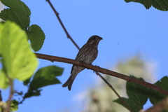 Haemorhous purpureus californicus