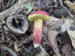 Exsudoporus floridanus