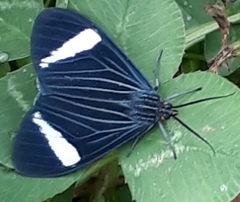 Lepidoptera