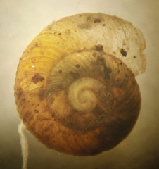 Striatura