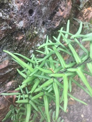 Pellaea atropurpurea